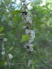 devilqueen (Phaulothamnus spinescens) plant