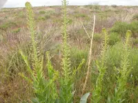 green princesplume (Stanleya viridiflora) plant