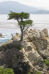 Monterey cypress