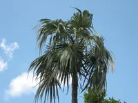 Florida silver palm (Coccothrinax argentata) plant