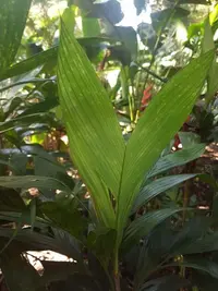 Geonoma elegans