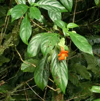 Drymonia rubra