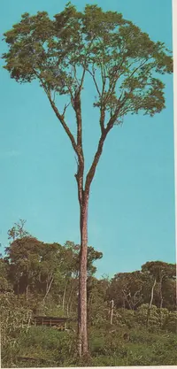 angico (Parapiptadenia rigida) plant