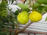 Eugenia pyriformis