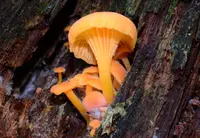 Orange Chrysomphalina