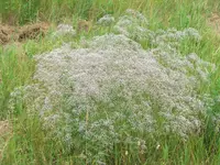 Baby's breath (Gypsophila paniculata) plant