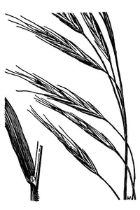 Columbia brome