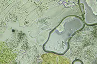 Arthonia ilicina