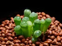 Fenestraria rhopalophylla