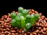 Fenestraria rhopalophylla
