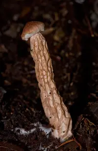 Flecked bolete