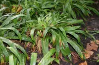 plantainleaf sedge