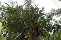 Monstera tenuis