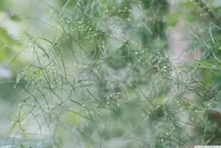 vining asparagus (Asparagus verticillatus) plant