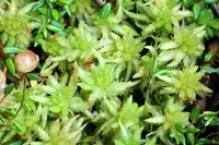 blunt-leaved bog-moss