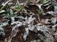 Cryptanthus zonatus