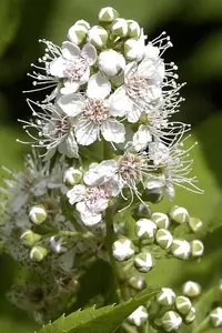 white meadowsweet (Spiraea alba) plant