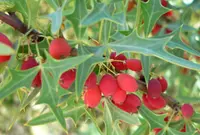 Agarita