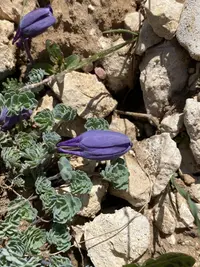 Jones' columbine (Aquilegia jonesii) plant