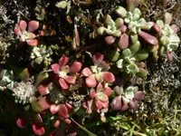 Broadleaf stonecrop