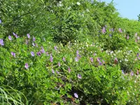 Geranium