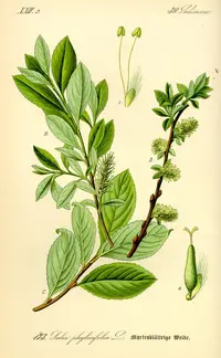 willow