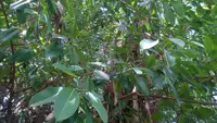 Rubber Tree (Ficus elastica) plant