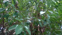 Rubber Tree