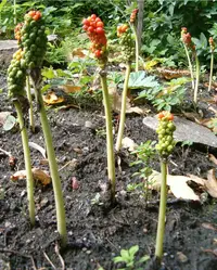 Arum orientale