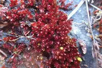 glossy red bryum moss (Bryum miniatum) plant