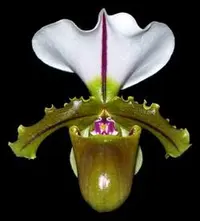 Spicer’s Paphiopedilum