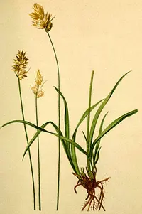 twotipped sedge (Carex lachenalii) plant