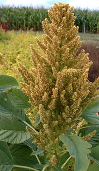 Green Amaranth