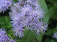 blue mistflower (Conoclinium coelestinum) plant