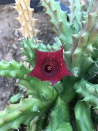 Red Dragon Flower (Huernia schneideriana) plant