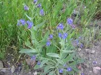 Italian bugloss (Anchusa azurea) plant