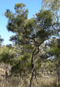 forest-oak