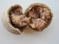 Indian woodapple