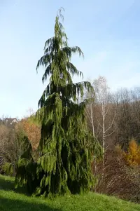 Nootka cypress