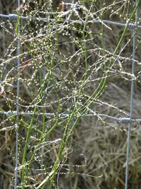 Leafless Lawyer (Rubus squarrosus) plant