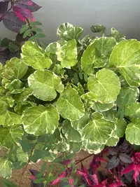 Shield aralia photo by a Botan App user