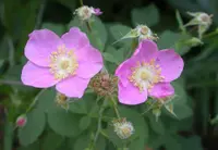 California wildrose