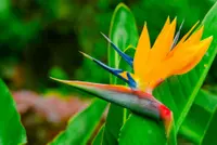 Strelitzia reginae plant