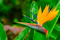 Strelitzia reginae plant