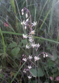 Anticlea sibirica
