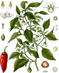 Cayenne pepper