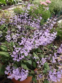 Spur Flower (Plectranthus Mona Lavender) plant