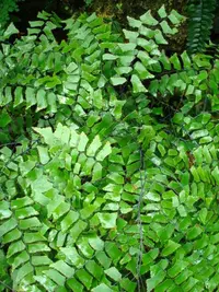 diamond maidenhair