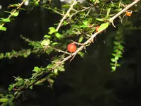 Prickly Currant-Bush