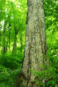 Northern Red Oak (Quercus rubra) plant